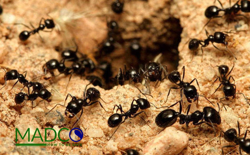 توانایی های مورچه ها