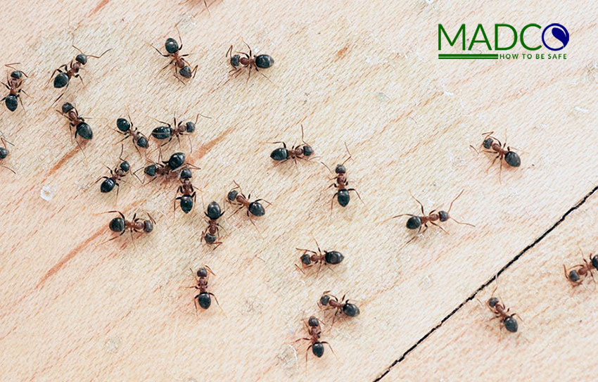 از بین بردن مورچه ها